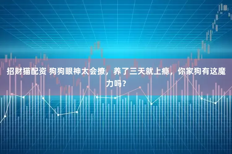 招财猫配资 狗狗眼神太会撩，养了三天就上瘾，你家狗有这魔力吗？